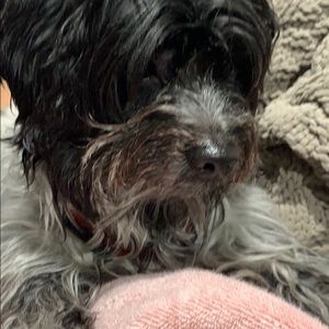 Meet your Posher, Oscar